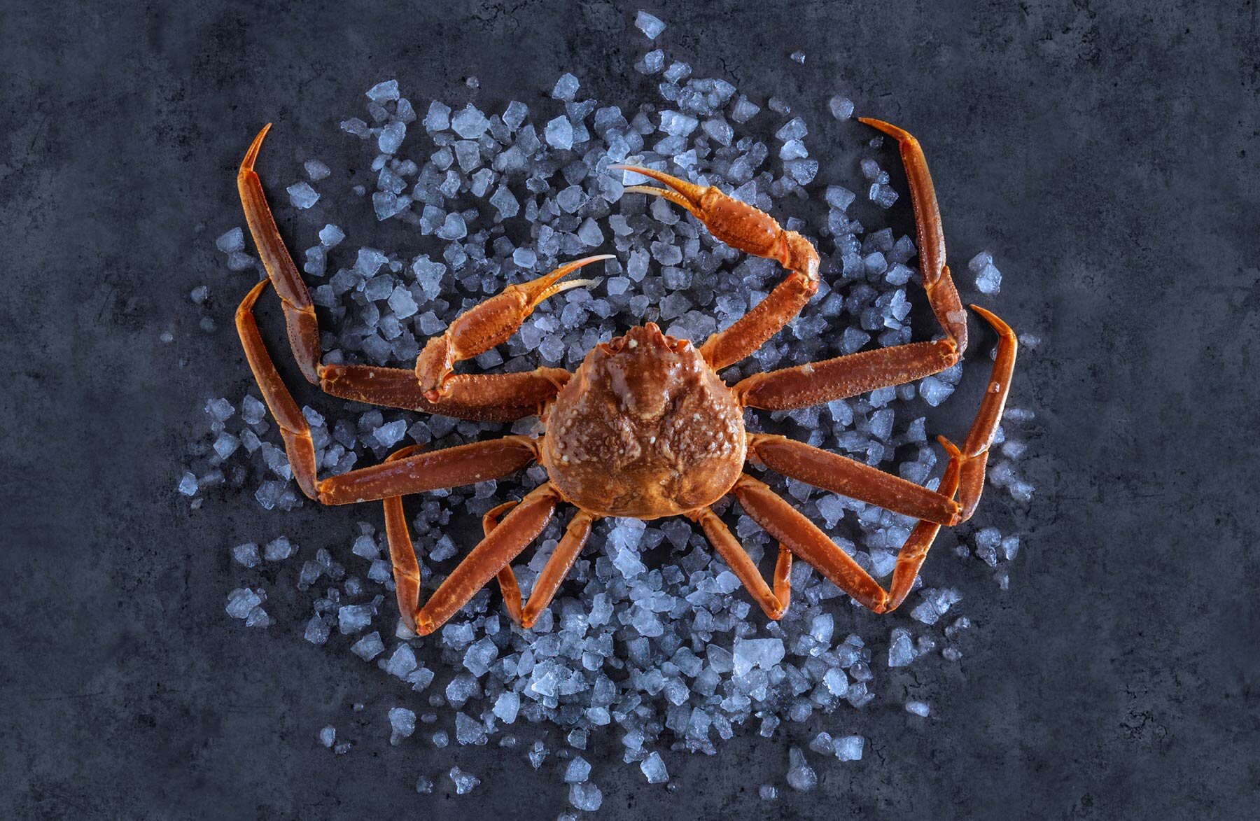 Snow crab on ice