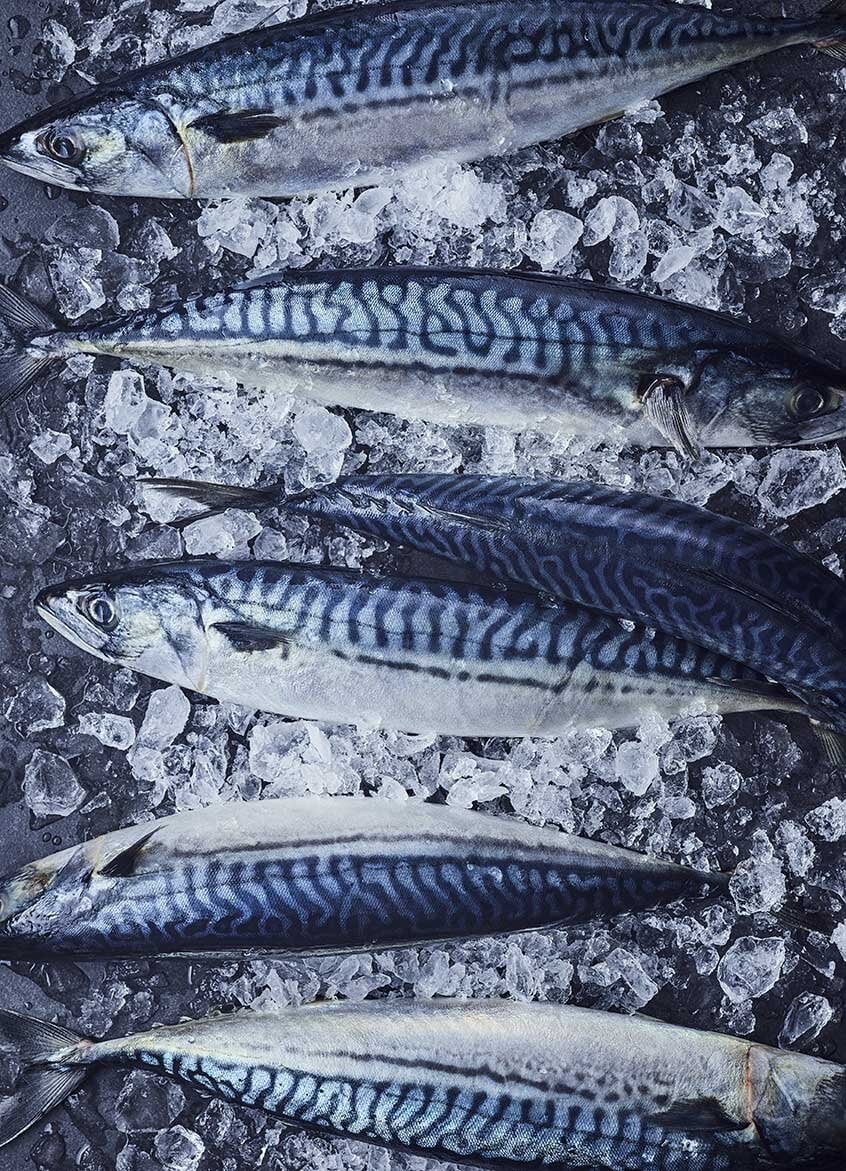 Mackerel on ice