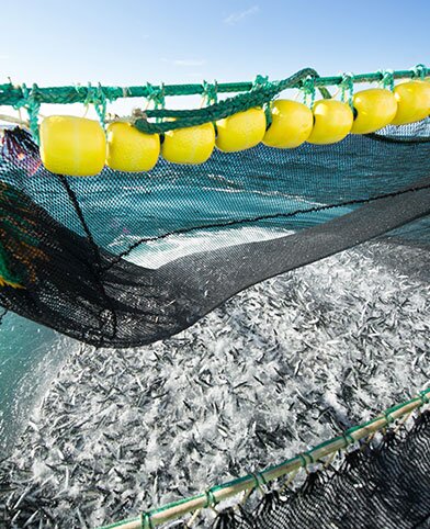 Mackerel in net