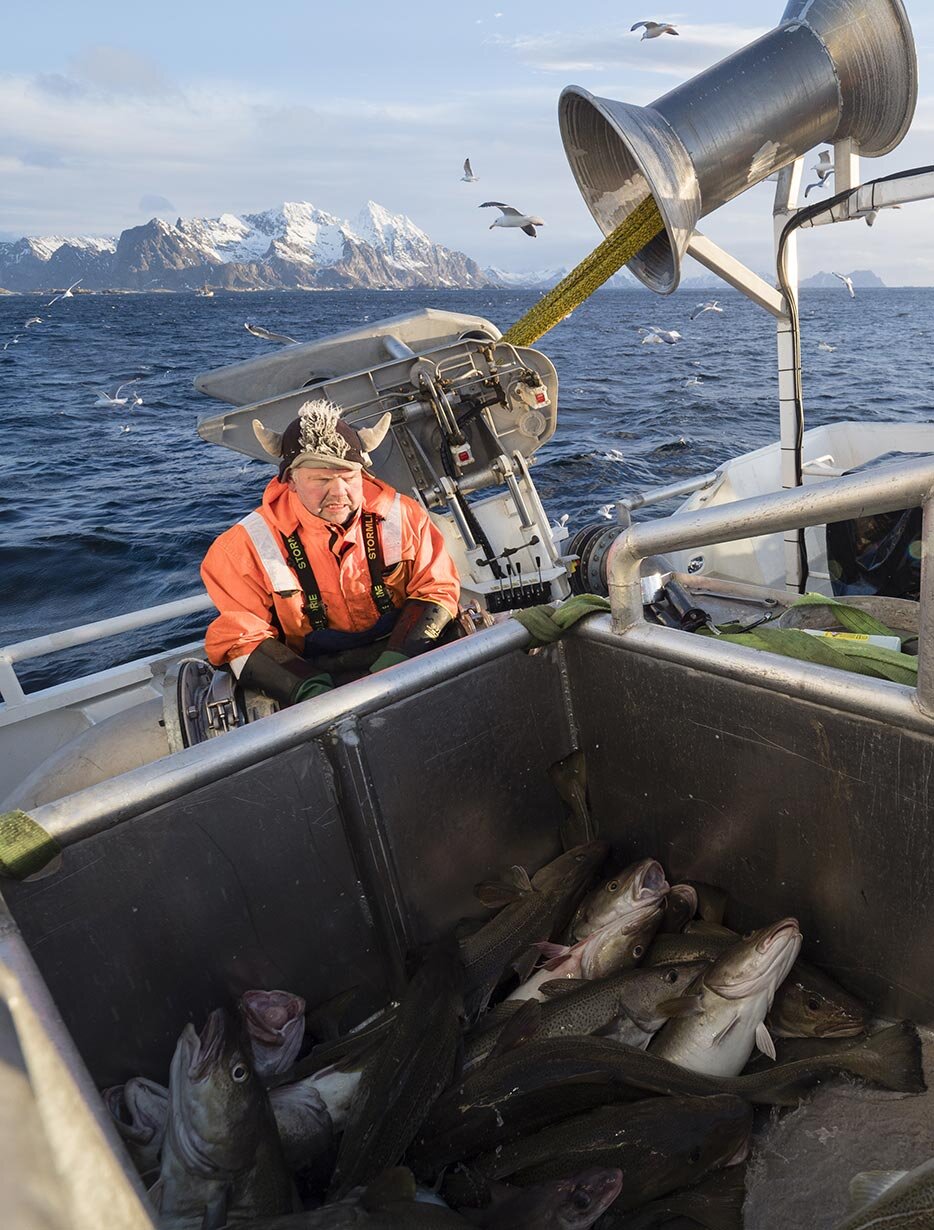 Fisherman at sea with freshly caught skrei